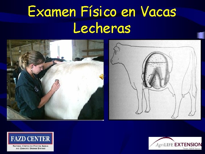 Examen Físico en Vacas Lecheras 