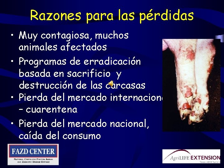 Razones para las pérdidas • Muy contagiosa, muchos animales afectados • Programas de erradicación