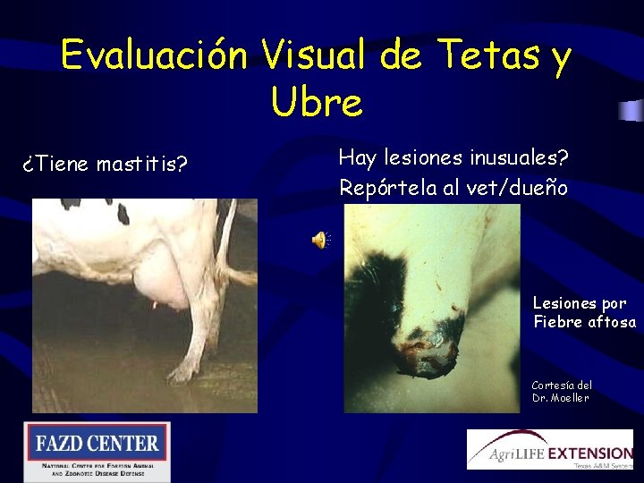 Evaluación Visual de Tetas y Ubre ¿Tiene mastitis? Hay lesiones inusuales? Repórtela al vet/dueño