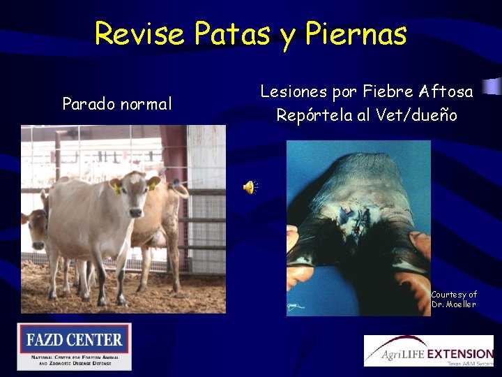 Revise Patas y Piernas Parado normal Lesiones por Fiebre Aftosa Repórtela al Vet/dueño Courtesy