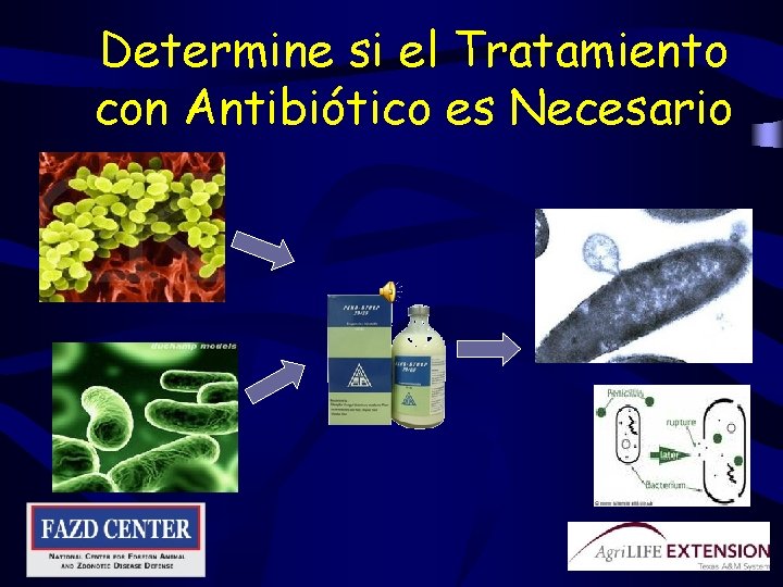 Determine si el Tratamiento con Antibiótico es Necesario 