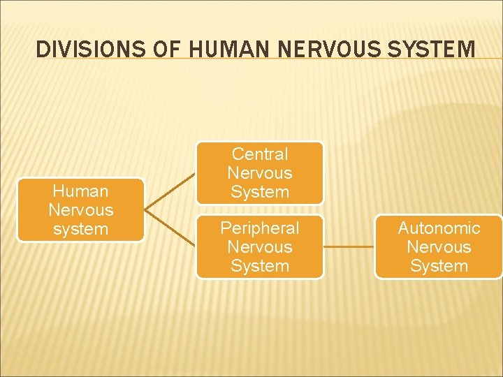 DIVISIONS OF HUMAN NERVOUS SYSTEM Human Nervous system Central Nervous System Peripheral Nervous System