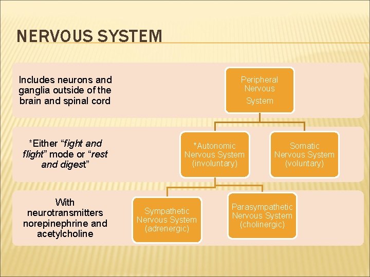 NERVOUS SYSTEM Includes neurons and ganglia outside of the brain and spinal cord *Either