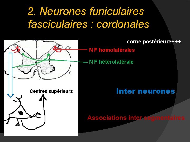 2. Neurones funiculaires fasciculaires : cordonales corne postérieure+++ N F homolatérales N F hétérolatérale