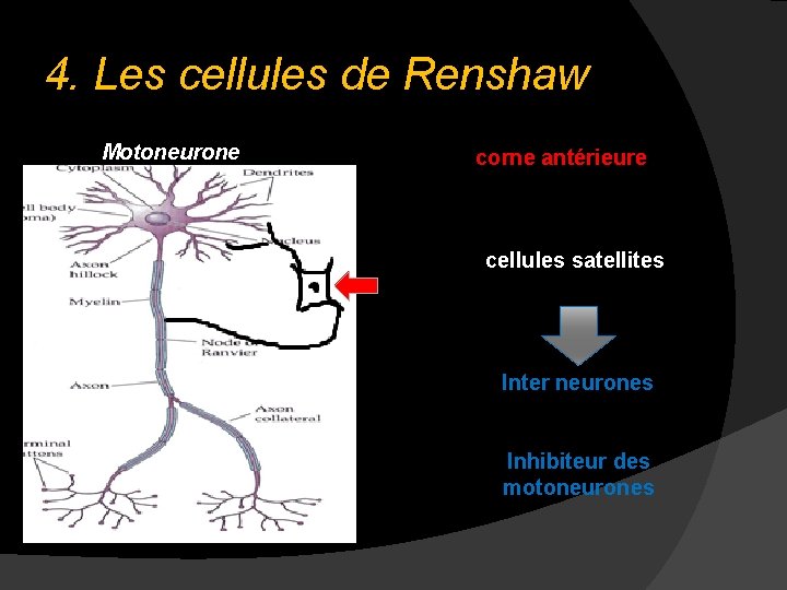 4. Les cellules de Renshaw Motoneurone corne antérieure cellules satellites Inter neurones Inhibiteur 4. Les cellules de Renshaw Motoneurone corne antérieure cellules satellites Inter neurones Inhibiteur