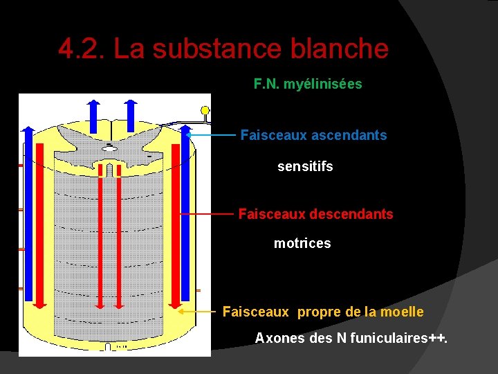 4. 2. La substance blanche F. N. myélinisées Faisceaux ascendants sensitifs Faisceaux descendants motrices 4. 2. La substance blanche F. N. myélinisées Faisceaux ascendants sensitifs Faisceaux descendants motrices