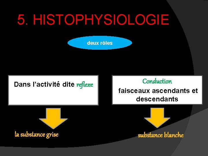 5. HISTOPHYSIOLOGIE deux rôles Dans l’activité dite reflexe la substance grise Conduction faisceaux ascendants 5. HISTOPHYSIOLOGIE deux rôles Dans l’activité dite reflexe la substance grise Conduction faisceaux ascendants