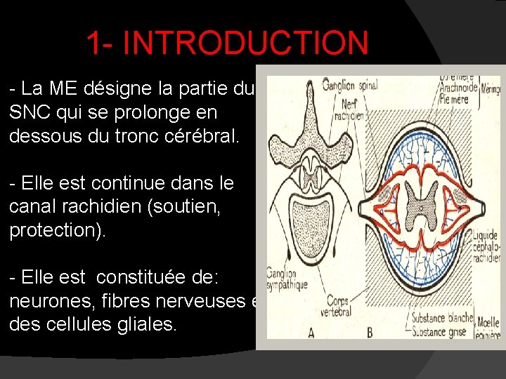 1 - INTRODUCTION - La ME désigne la partie du SNC qui se prolonge 1 - INTRODUCTION - La ME désigne la partie du SNC qui se prolonge