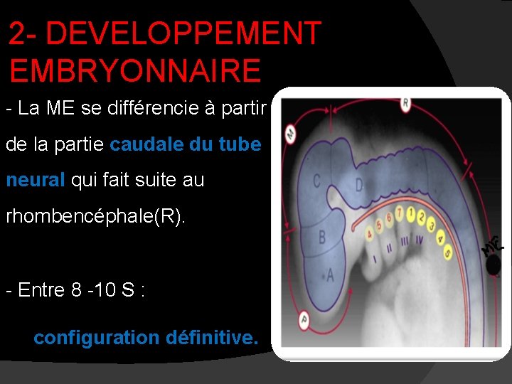 2 - DEVELOPPEMENT EMBRYONNAIRE - La ME se différencie à partir de la partie