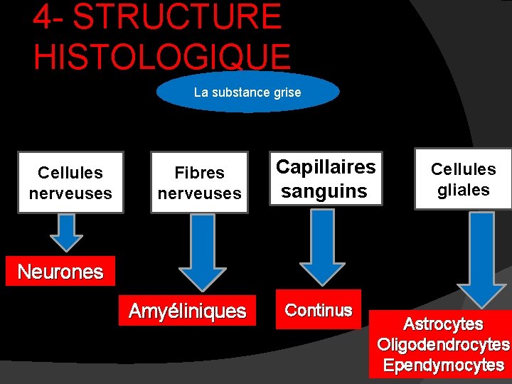 4 - STRUCTURE HISTOLOGIQUE La substance grise Cellules nerveuses Fibres nerveuses Capillaires sanguins Cellules