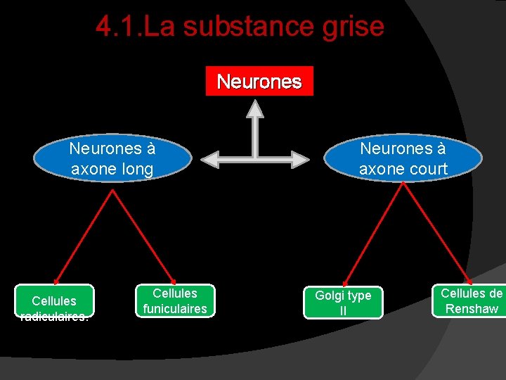 4. 1. La substance grise Neurones à axone long Cellules radiculaires. Cellules funiculaires Neurones