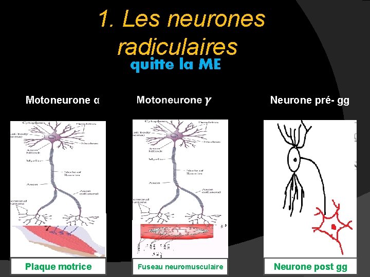 1. Les neurones radiculaires quitte la ME Motoneurone α Neurone pré- gg Plaque motrice 1. Les neurones radiculaires quitte la ME Motoneurone α Neurone pré- gg Plaque motrice