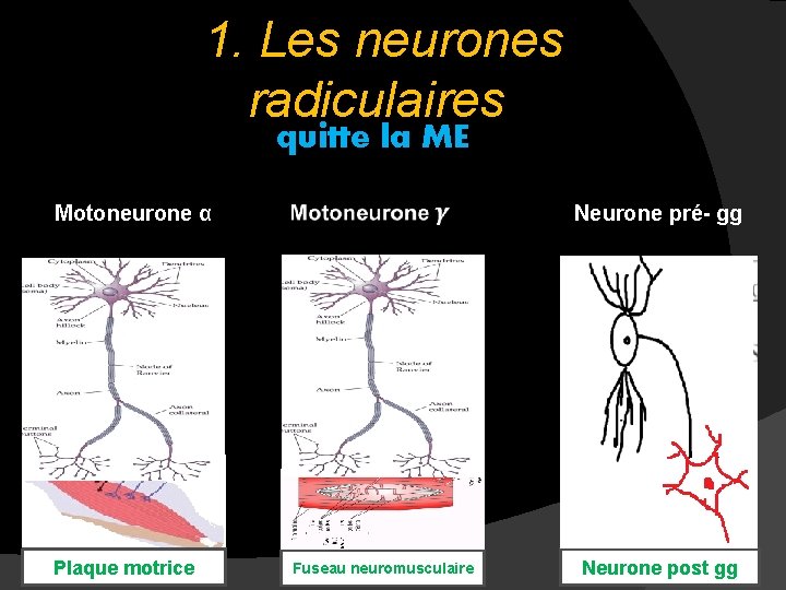 1. Les neurones radiculaires quitte la ME Motoneurone α Neurone pré- gg Plaque motrice