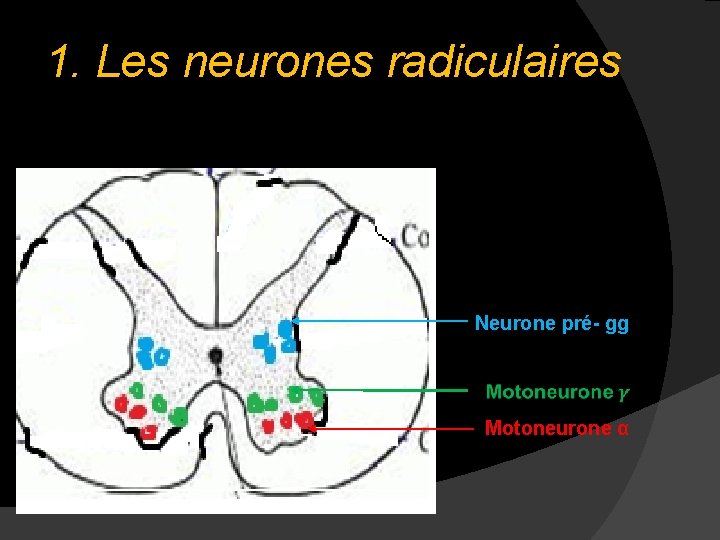 1. Les neurones radiculaires Neurone pré- gg Motoneurone α 1. Les neurones radiculaires Neurone pré- gg Motoneurone α