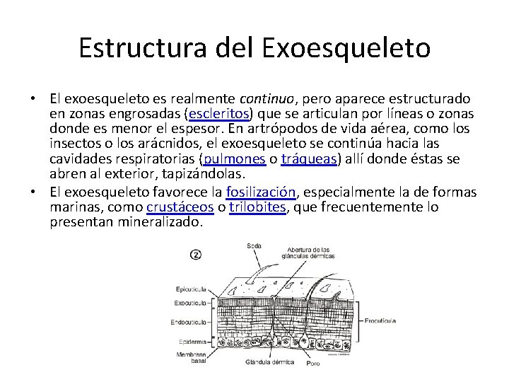 Estructura del Exoesqueleto • El exoesqueleto es realmente continuo, pero aparece estructurado en zonas