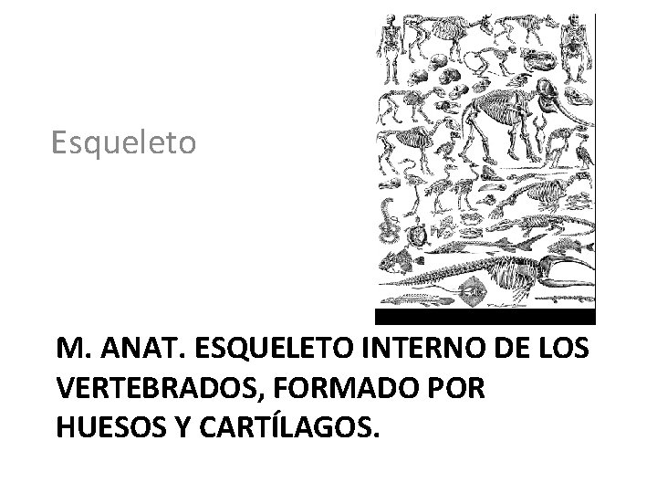 Esqueleto M. ANAT. ESQUELETO INTERNO DE LOS VERTEBRADOS, FORMADO POR HUESOS Y CARTÍLAGOS. 