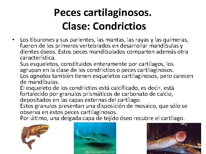 Peces cartilaginosos. Clase: Condrictios • Los tiburones y sus parientes, las mantas, las rayas