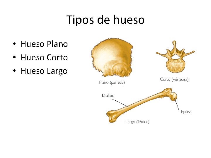 Tipos de hueso • Hueso Plano • Hueso Corto • Hueso Largo 