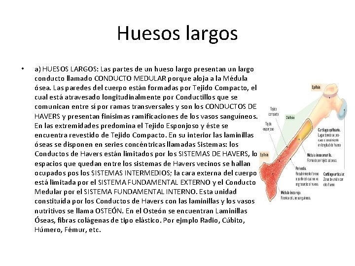 Huesos largos • a) HUESOS LARGOS: Las partes de un hueso largo presentan un