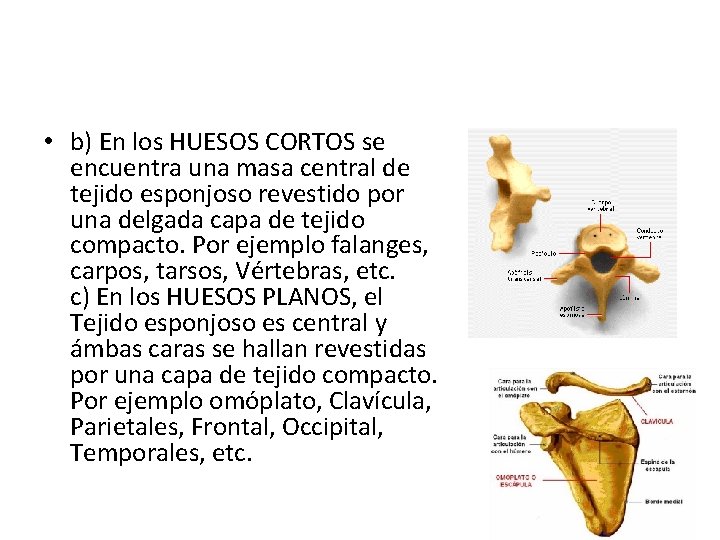  • b) En los HUESOS CORTOS se encuentra una masa central de tejido