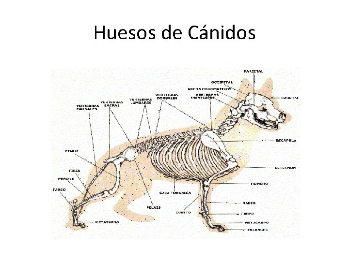 Huesos de Cánidos 