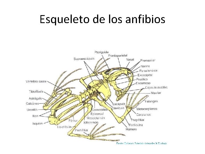 Esqueleto de los anfibios 