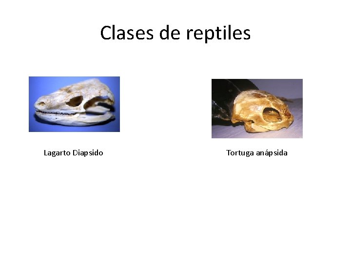 Clases de reptiles Lagarto Diapsido Tortuga anápsida 