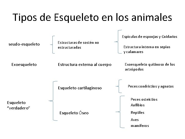 Tipos de Esqueleto en los animales Espículas de esponjas y Cnidarios seudo-esqueleto Exoesqueleto Estructuras