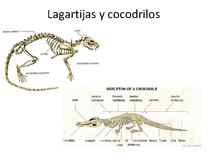 Lagartijas y cocodrilos 