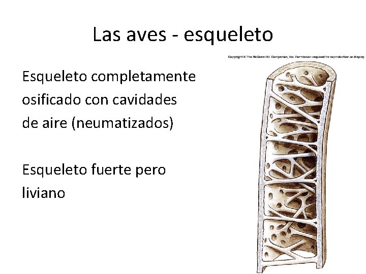 Las aves - esqueleto Esqueleto completamente osificado con cavidades de aire (neumatizados) Esqueleto fuerte