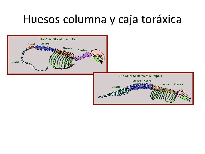 Huesos columna y caja toráxica 