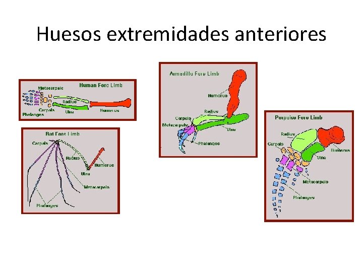 Huesos extremidades anteriores 