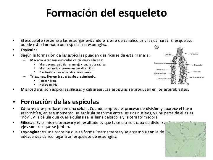 Formación del esqueleto • • • El esqueleto sostiene a las esponjas evitando el