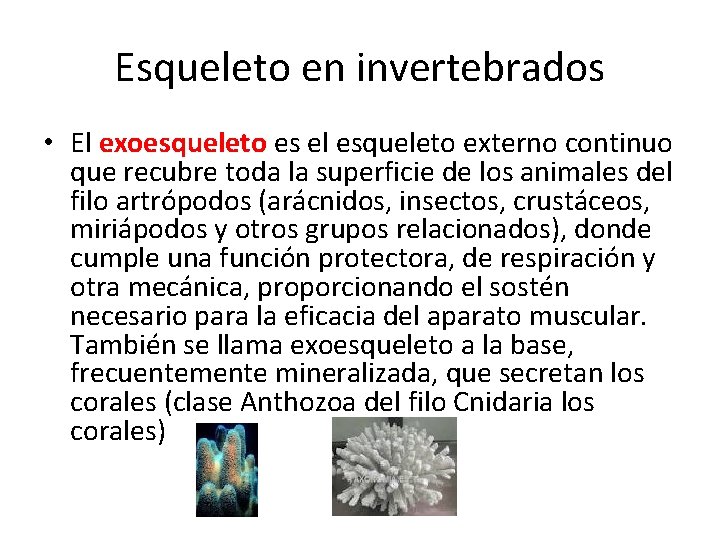 Esqueleto en invertebrados • El exoesqueleto es el esqueleto externo continuo que recubre toda