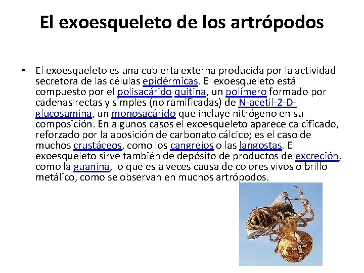 El exoesqueleto de los artrópodos • El exoesqueleto es una cubierta externa producida por