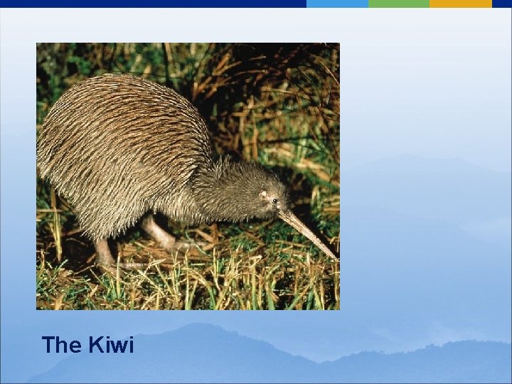 The Kiwi 