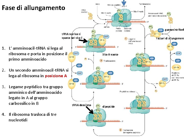 Fase di allungamento guanosintrifosf t. RNA scarico si sposta nel sito E 1. L’