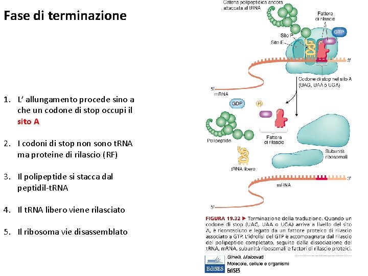 Fase di terminazione 1. L’ allungamento procede sino a che un codone di stop