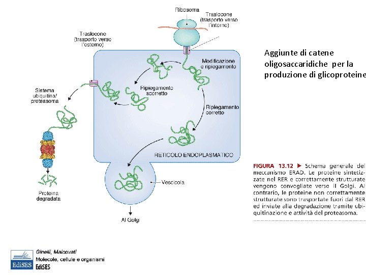 Aggiunte di catene oligosaccaridiche per la produzione di glicoproteine 