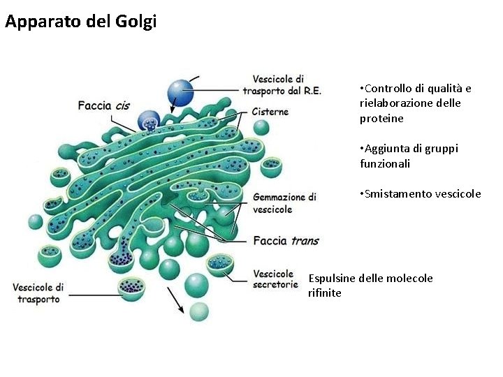 Apparato del Golgi • Controllo di qualità e rielaborazione delle proteine • Aggiunta di