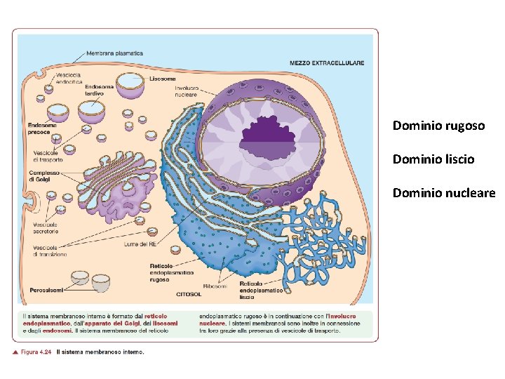 Dominio rugoso Dominio liscio Dominio nucleare 