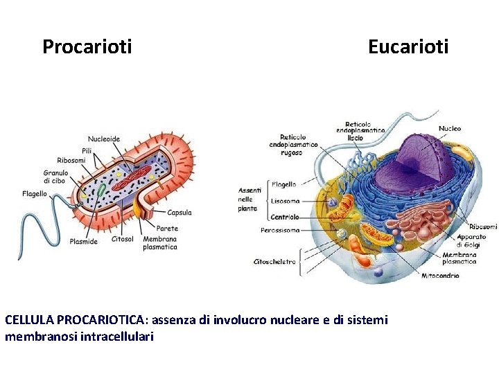 Procarioti Eucarioti CELLULA PROCARIOTICA: assenza di involucro nucleare e di sistemi membranosi intracellulari 