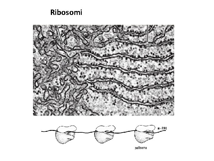 Ribosomi 