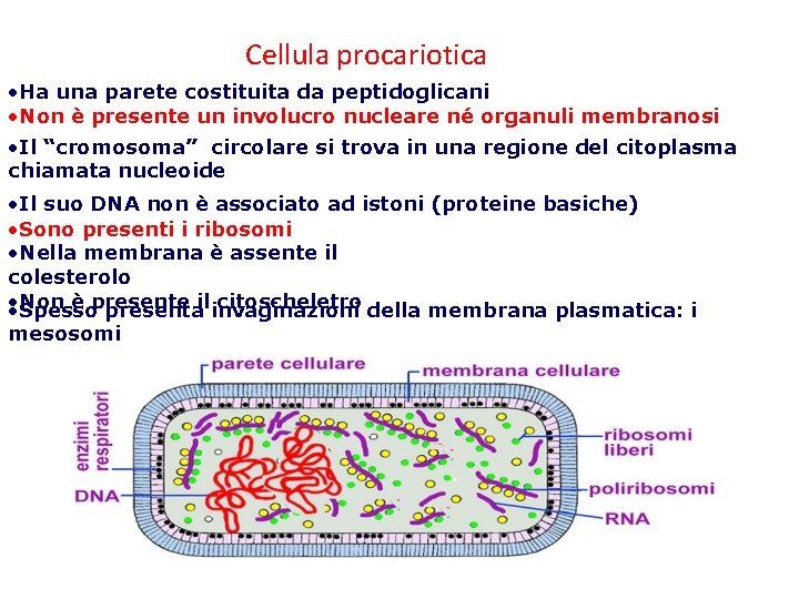 Cellula procariotica • Ha una parete costituita da peptidoglicani • Non è presente un