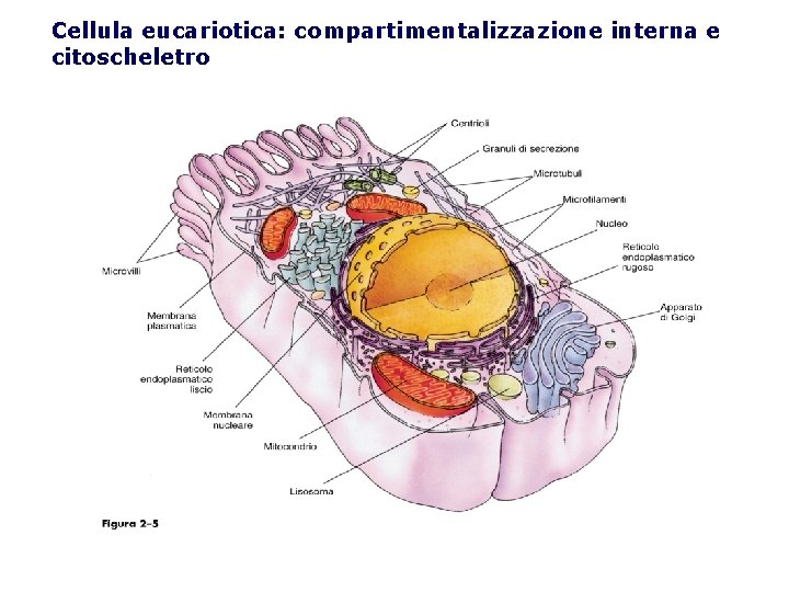 Cellula eucariotica: compartimentalizzazione interna e citoscheletro 