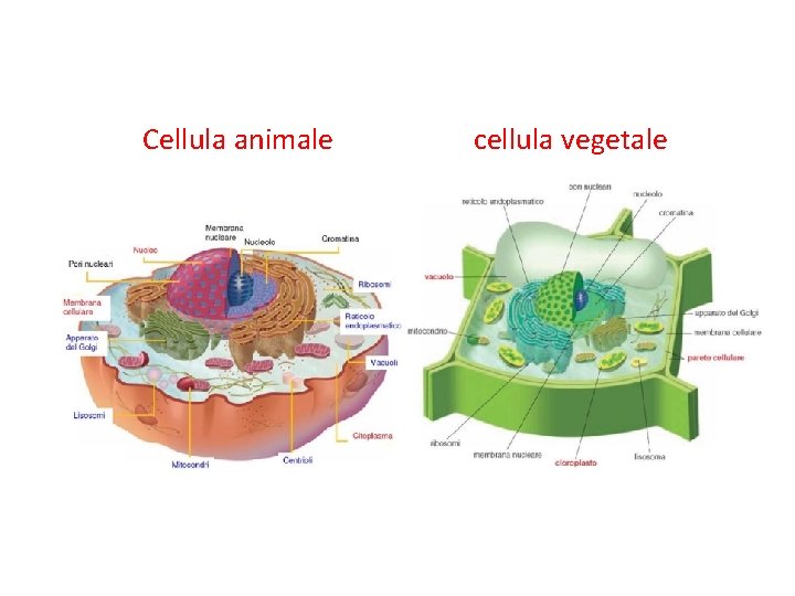 Cellula animale cellula vegetale 
