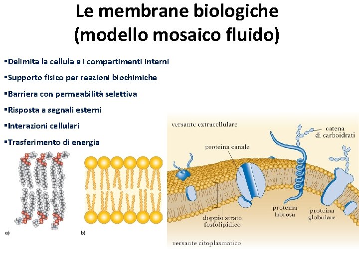 Le membrane biologiche (modello mosaico fluido) §Delimita la cellula e i compartimenti interni §Supporto