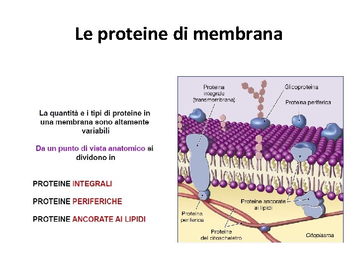 Le proteine di membrana 
