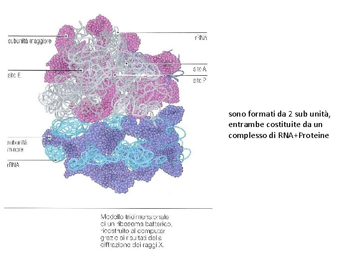 sono formati da 2 sub unità, entrambe costituite da un complesso di RNA+Proteine 