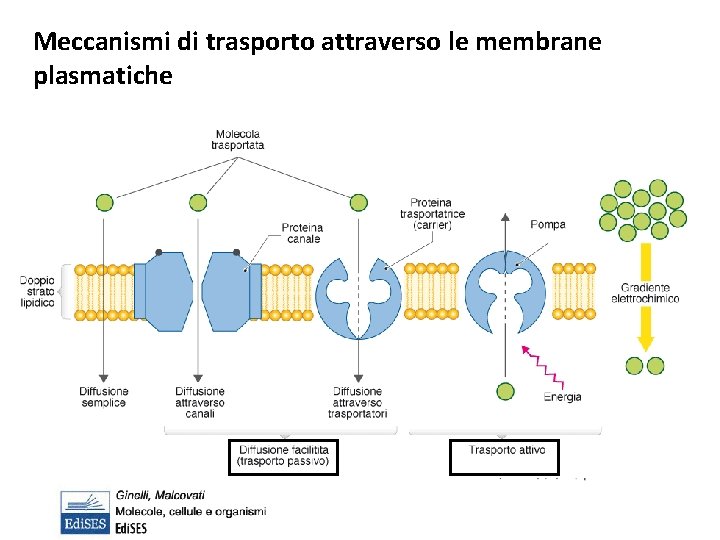 Meccanismi di trasporto attraverso le membrane plasmatiche 